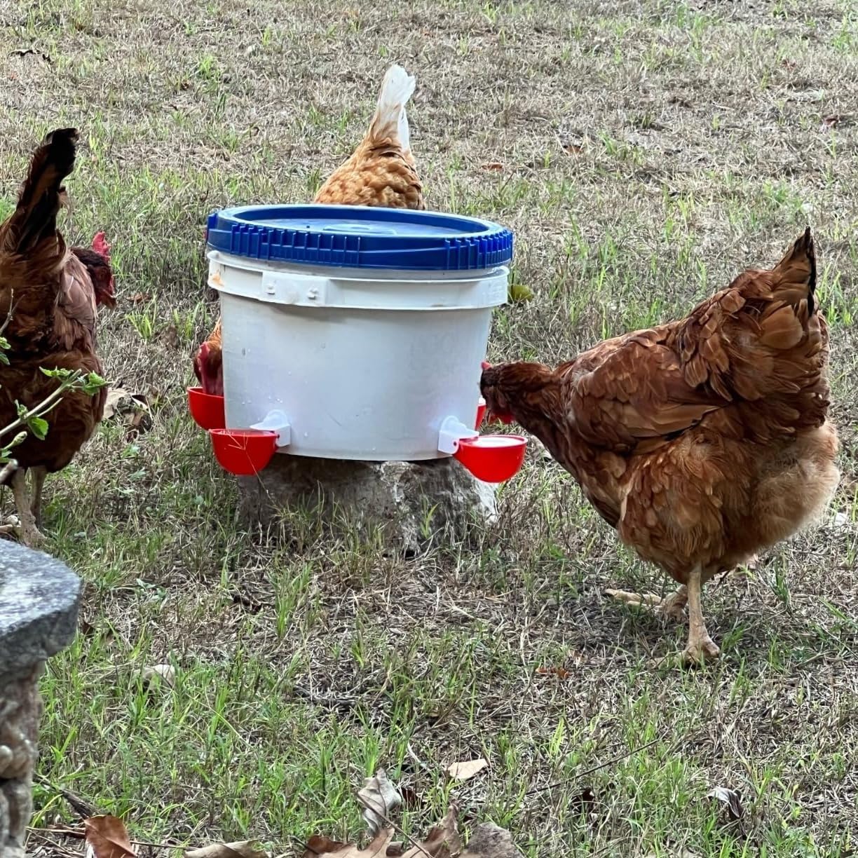 Chicken Waterer Cups, 12 Packs Poultry Water Feeder with Drill, Large Poultry Waterer Automatic Waterer for Chicken Coop, Duck, Chicks, Goose, Turkey, Bunny, Bird (Red, 12 Pack)