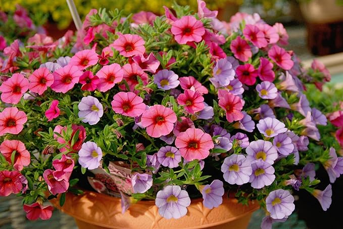 6000+ Petunia Seeds for Planting – Mix Color Annual Flower Seeds for Outdoor Garden, Hanging Baskets, and Indoor Pots – Easy to Grow, Non-GMO, Heirloom-Quality