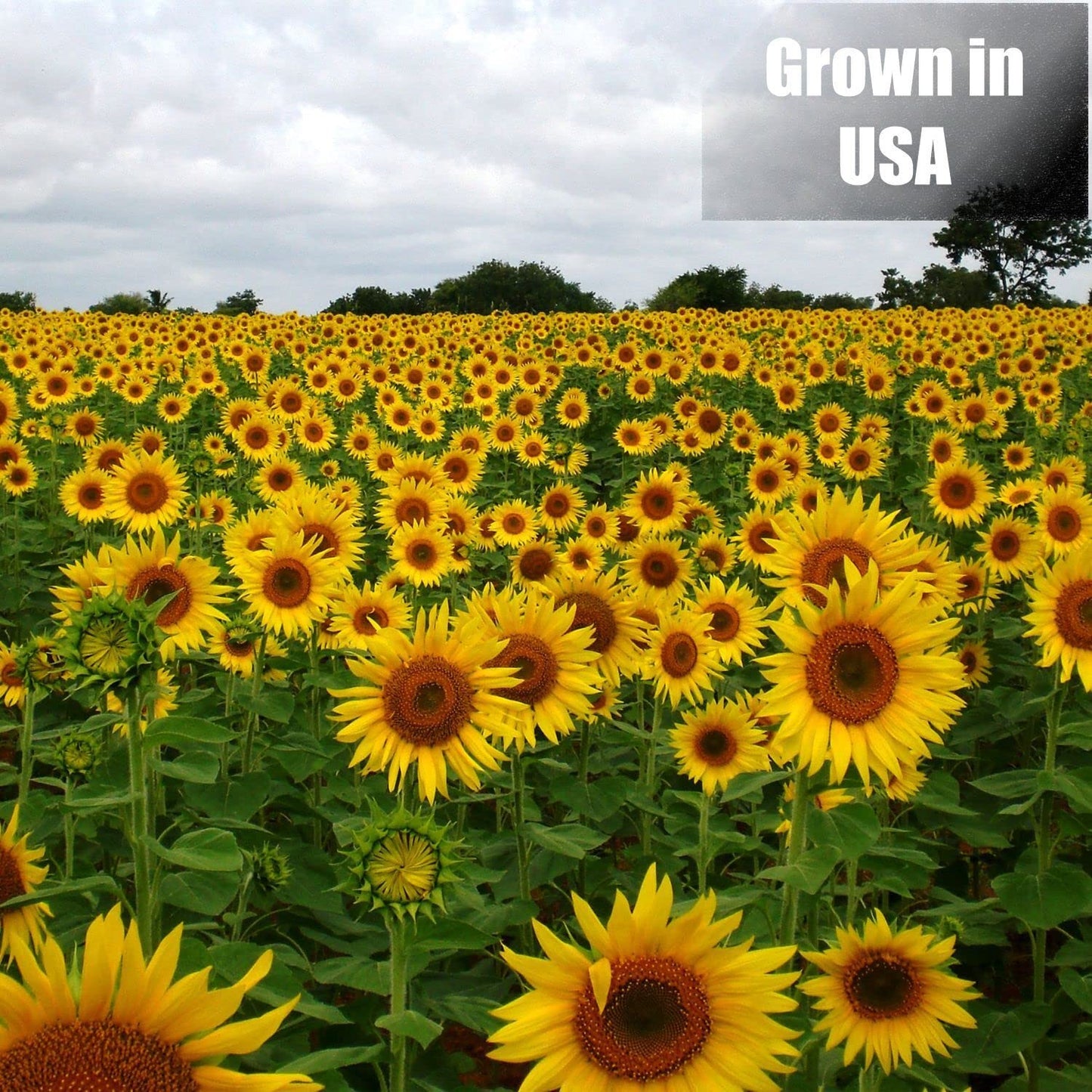 Old Potters Wildlife Black Oil Sunflower Seeds for Birds and Wildlife, Non-GMO & USA Grown on Small Farms (12 lbs)