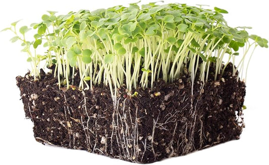Green Mustard Microgreens Seeds - 1 Oz ~18,000 Seeds - Grow Non-GMO Micro Mustard Herb Greens - Premium Seed - High Germination Rate