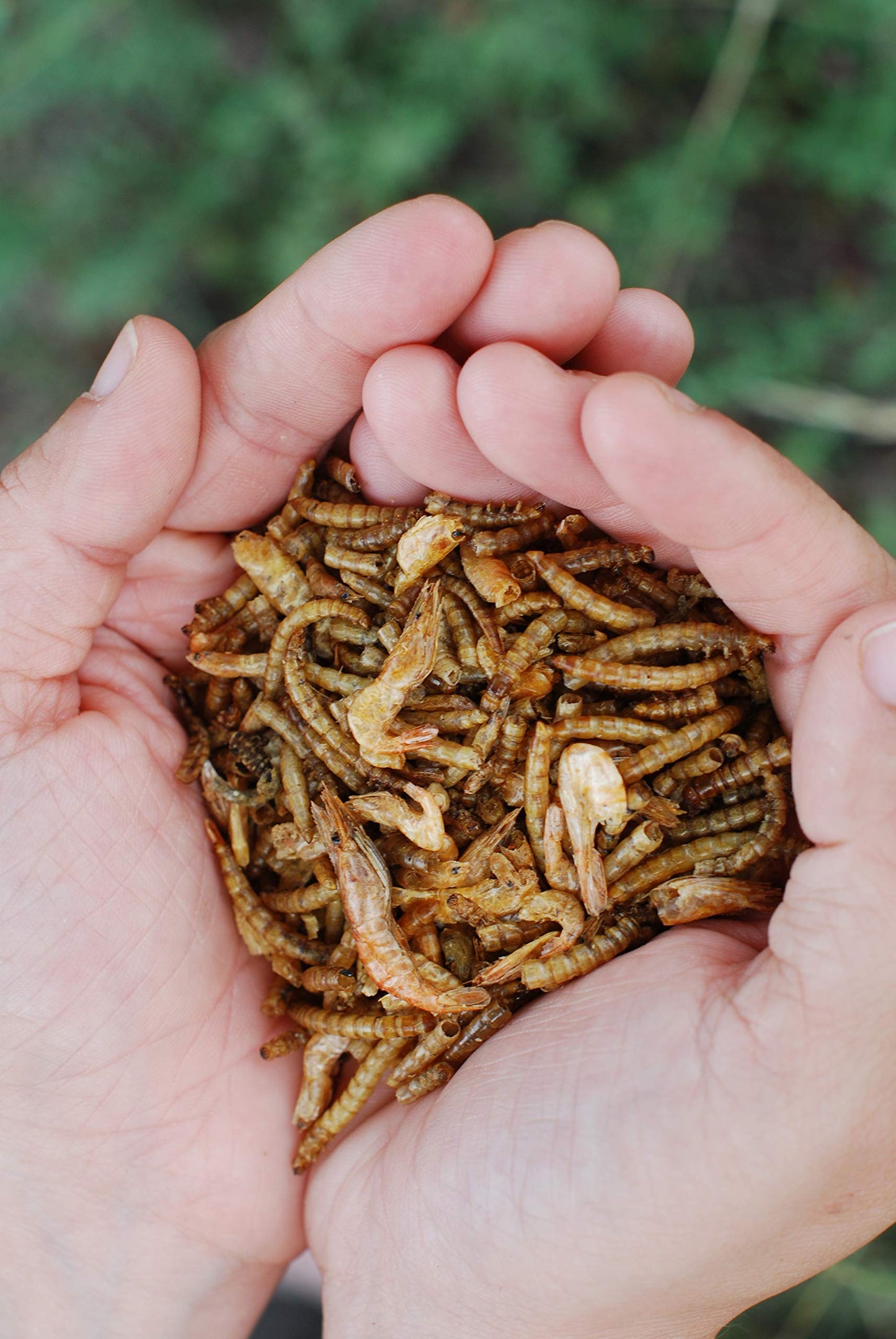 LITTLE FARMER PRODUCTS Surf & Turf | Dried River Shrimp & Mealworm Chicken Treat Premium Poultry Mix | 1 lb