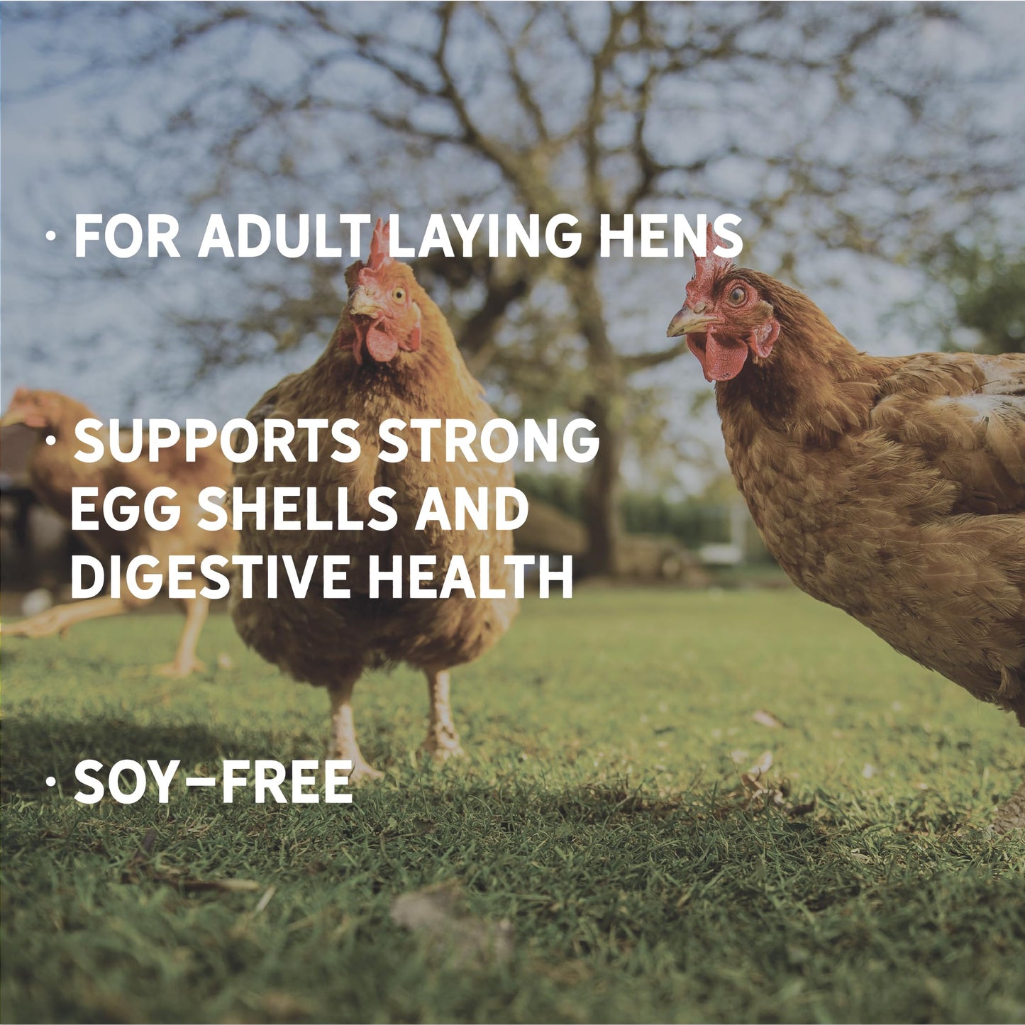 New Country Organics | Classic Layer Feed for Laying Hens | Soy-Free | 17% Protein | Certified Organic and Non-GMO | 25 lbs