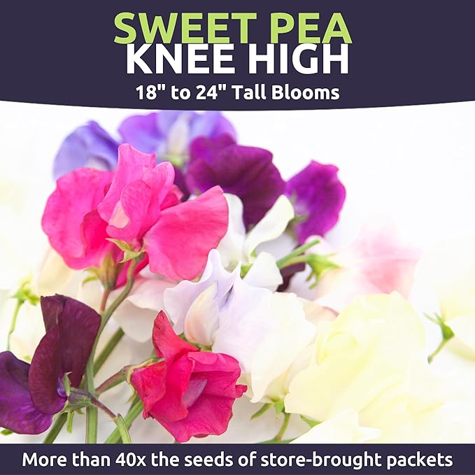 Sweet Pea Knee High - Large 1/2 Ounce Packet - 150 Flower Seeds for Planting - Lathyrus odoratus