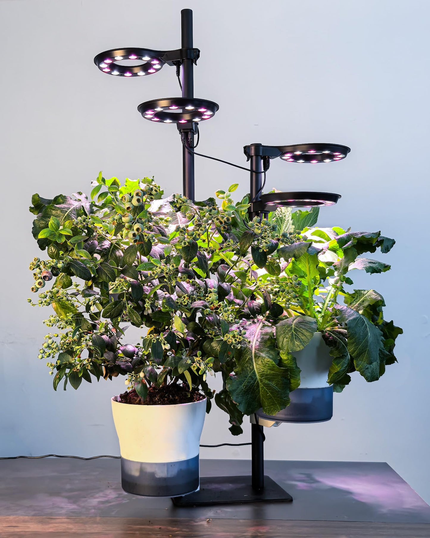 Indoor Plant Hydroponics Growing System Tower Kit with Grow light,Herb Vegetable Indoor Garden Growing System with Standing Floor Tall LED Grow Light,Height Adjustable with Timer & Metal Stand (Large)