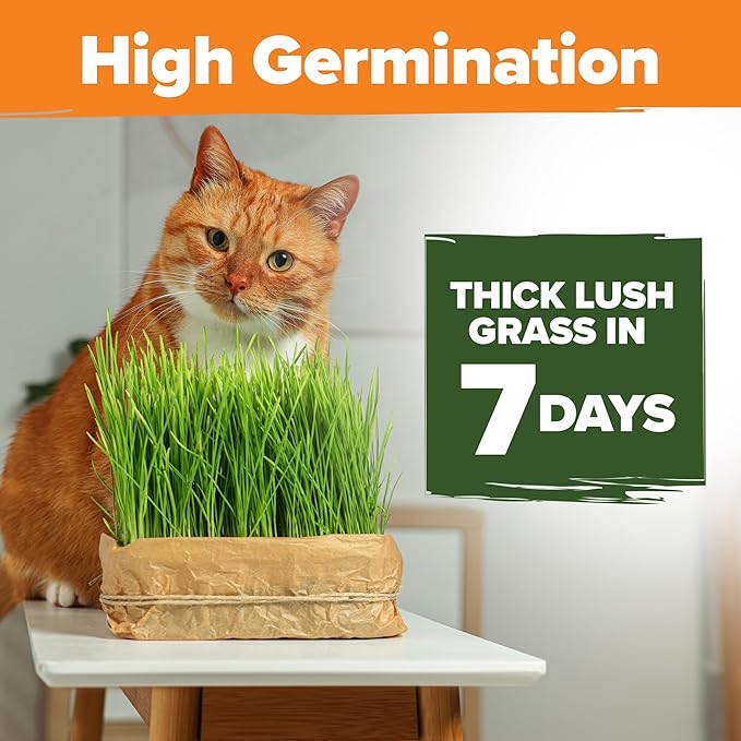 HOME GROWN Cat Grass Seed Mix – Non-GMO Oat, Alfalfa, Rye & Wheat Seeds for Cats | Indoor Pet Grass with Fast Germination | Digestive Aid, Hairball Relief & Safe Chew Alternative