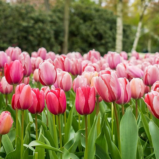 Eden Brothers Tulip Bulbs, Pink Impression, 10 Bulbs | Perennial Flowers, Spring or Fall Planted, Full Sun, Indoor Forcing or Outdoor Planting, Easy-to-Grow | Zones 3, 4, 5, 6, 7, 8
