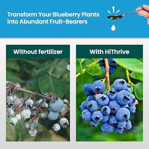 16oz Blueberry Fertilizer - Makes 16 Gallons of Fruit Tree Fertilizer for Blueberries, Liquid Plant Food for Sweet, Plump Blueberry Plants, Instant Plant Food That Promotes Growth & Abundant Harvests