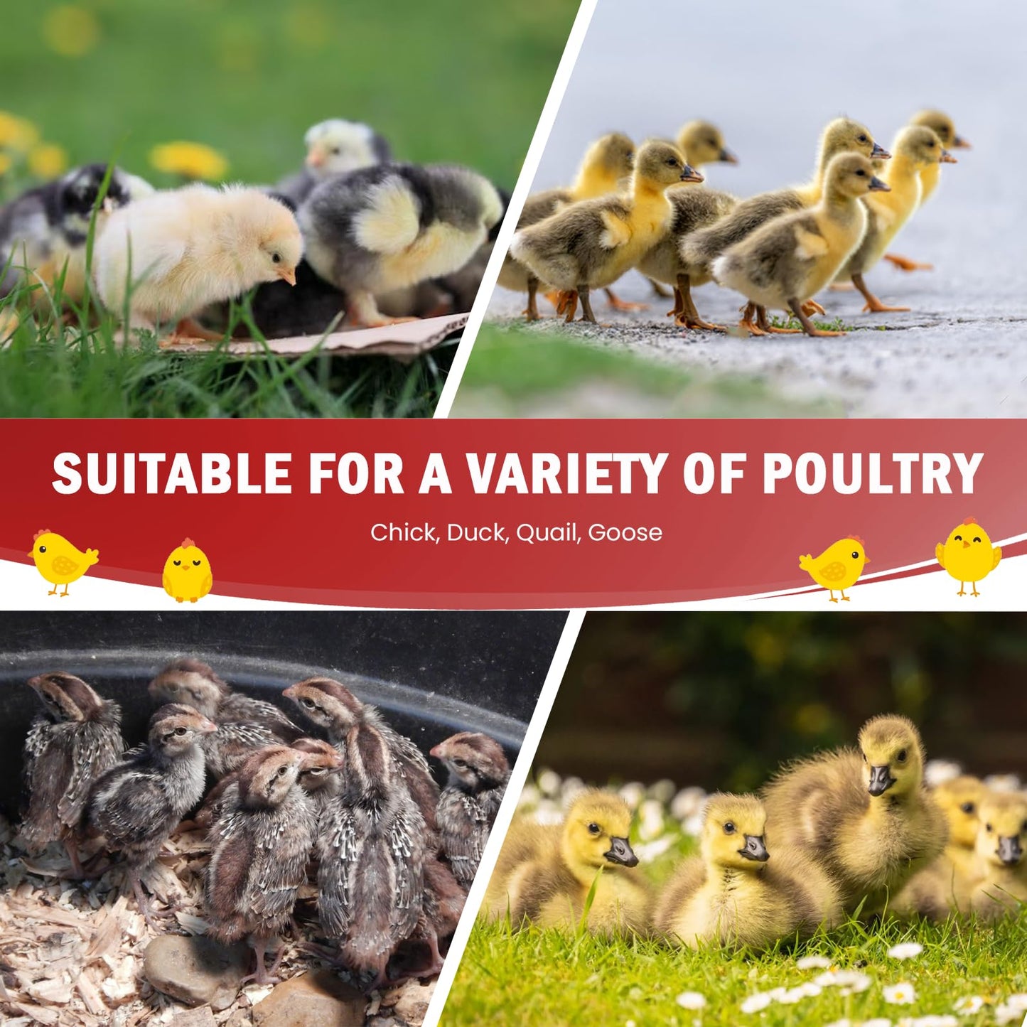 Tetuga Chicken Brooder Box for Chick Starter Kit - 10 * 12inch Brooder Heating Plate Chick Brooder Pen/Baby Chicken Brooder Box 4-in-1 Bundles with Chicken Feeder, Waterer (Brooder Set)