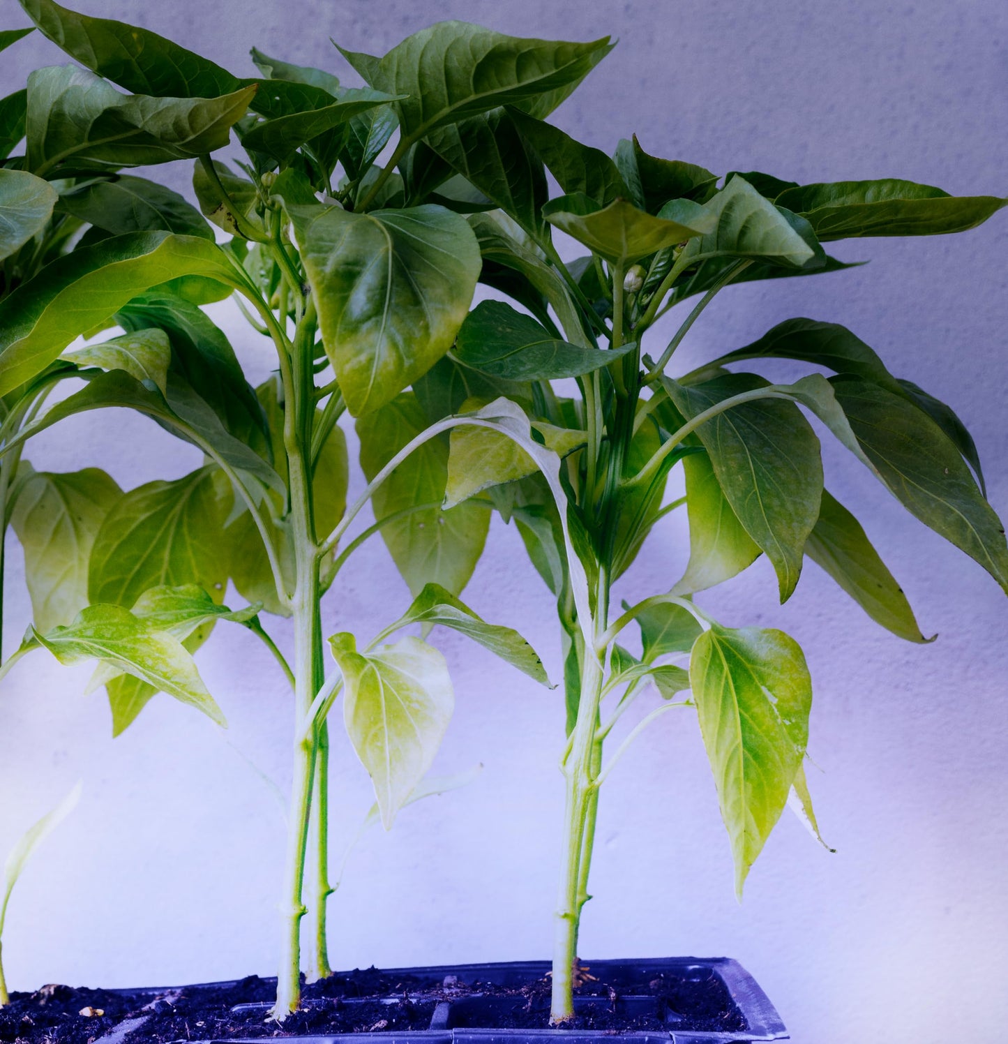 Miracle LED Under The Canopy Indoor Grow Light Kit - Double Plant Yield - Ultra Grow Blue Spectrum 150W Replacement Grow Bulbs & 4-Socket Corded Fixture with SproutMatic Timer (4-Pack)