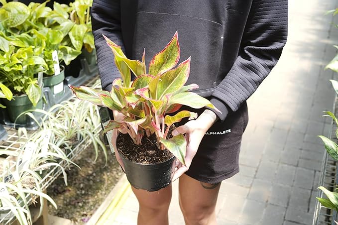 Gardenera GARDENERA Aglaonema Plant Potting Soil - Enhance Foliage Beauty and Health with Professional Grade Nutrient-Rich Mix - 3 Quart, MAIN-AGLAONEMA-3QT