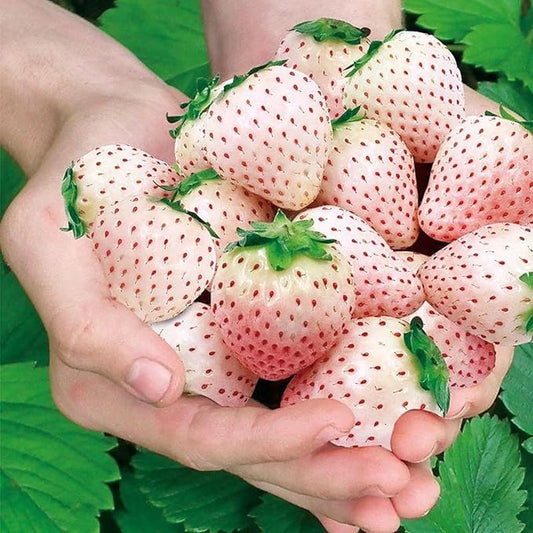 200pcs Rare Milk Strawberry Seeds - Non-GMO, Perennial Herb, Ideal for Cool to Warm Climates (White Strawberry)