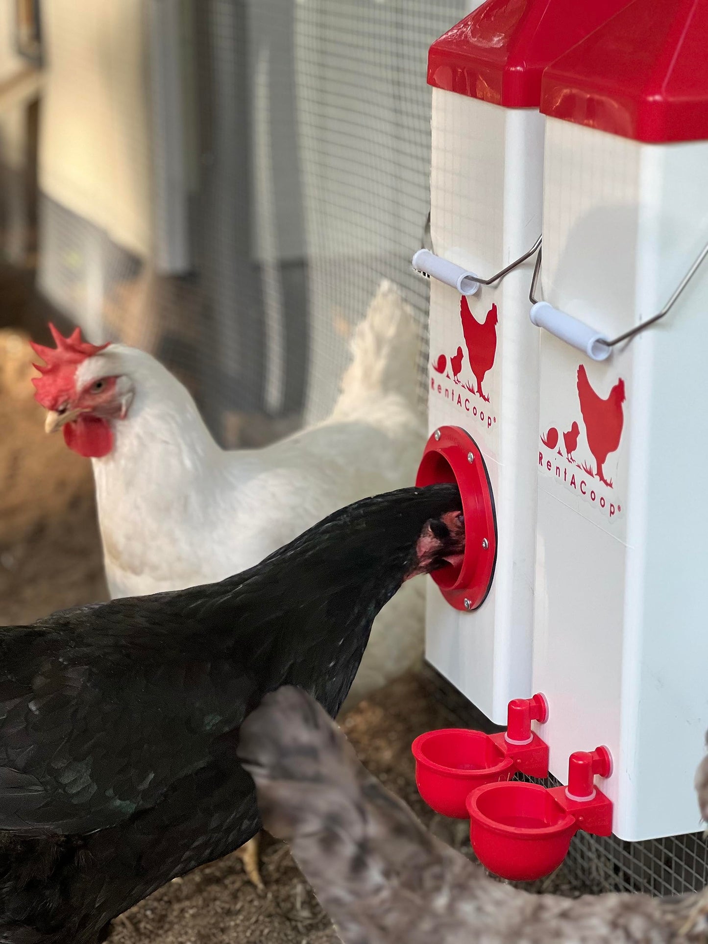 RentACoop Twin Cup Chicken Waterer and Feeder Set - 10lbs/2 Gal