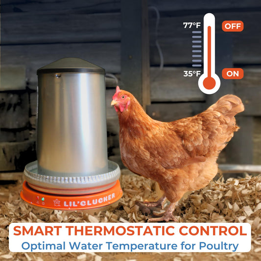 Lil'Clucker Heated Base for Chicken Waterer – Automatic Metal Freeze Proof Heated Chicken Waterer with Heater & LED – Poultry Heated Waterer for Winter (Orange, 11 Inch)
