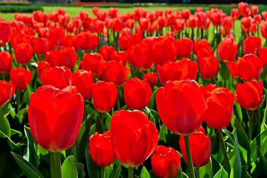 Best Red Tulip Bulbs for Planting - Easy to Grow - Fall Planting Flowers - Bright Perennial for Gardens & Landscapes (25 Bulbs)