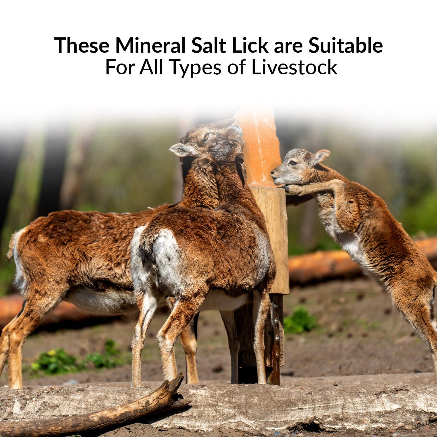 Himalayan Nature 100% Natural Himalayan Rock Deer Salt Licking Block - Animal Licking Mineral Salt Block, Natural Feed Salts Bricks For Deer and Livestock Animals - 5 Lbs, 2x4x8 inch, Pack of 1