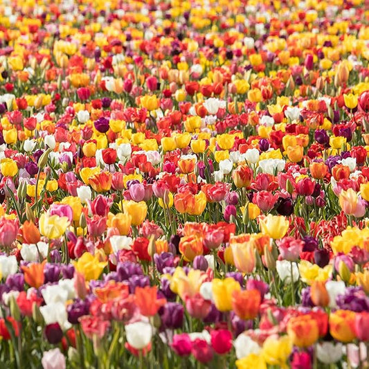 Eden Brothers Tulip Bulbs, Long Lasting Mix, 10 Bulbs | Perennial Flowers, Spring or Fall Planted, Full Sun, Indoor Forcing or Outdoor Planting, Easy-to-Grow | Zones 3, 4, 5, 6, 7, 8