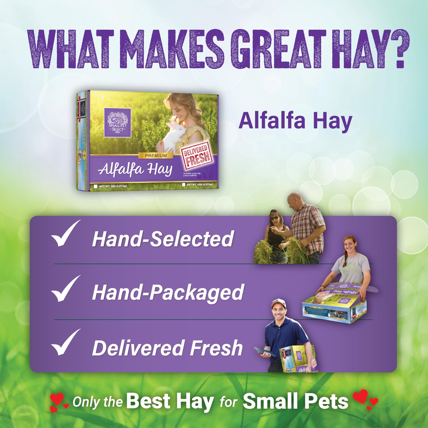 Small Pet Select Alfalfa Hay Pet Food for Young Rabbits, Guinea Pigs, Chinchillas, Tortoises and Other Small Animals, Easy to Store Box, 10 LB