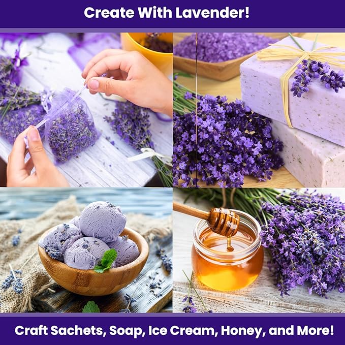 NatureZ Edge 3000 English Lavender Seeds for Planting Outdoors or Indoors, 90% Germination, to Give You The Lavender Plant You Need, Non-GMO, Heirloom Herb Seeds (2 Pack)