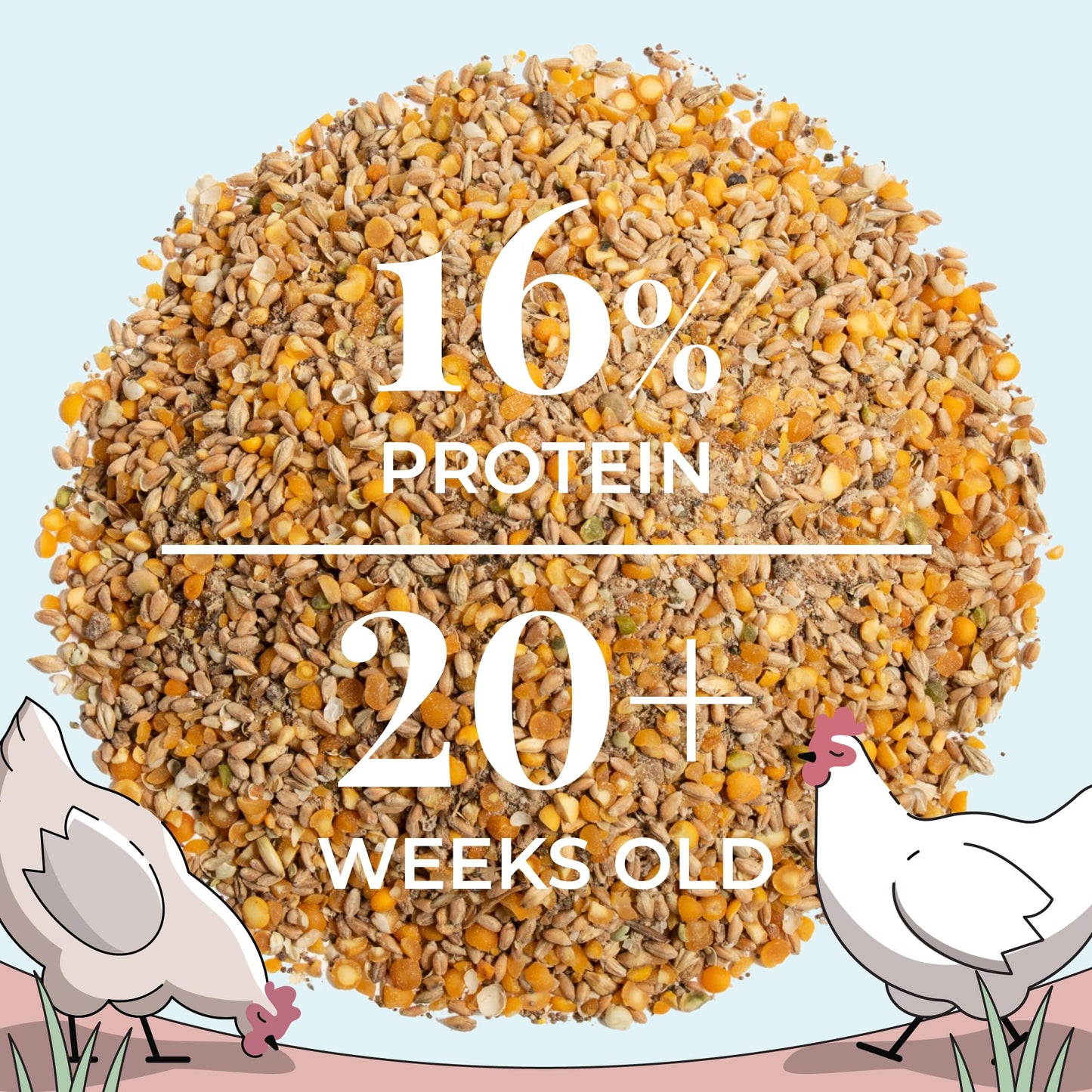 Mile Four Organic Chicken Feed – Layer Whole Grain, Non-GMO, USA Grown, 16% Protein, Corn-Free, Soy-Free, Non-Medicated Feed for Chickens, 2 lb Sample
