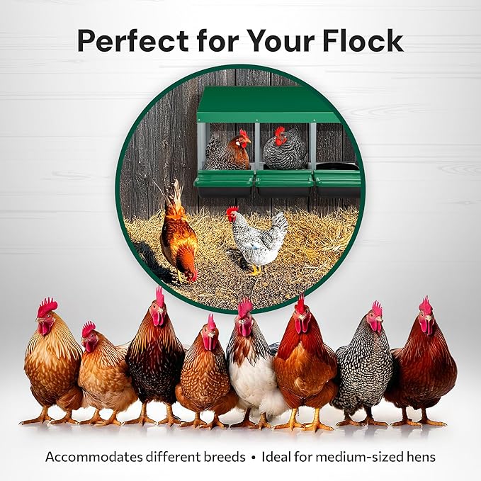 Classic Style 3 Compartment, Forward Rollout & Rollaway, Hen & Chicken Nesting Box with Integrated Perch and Protective Egg Laying Collection Lids