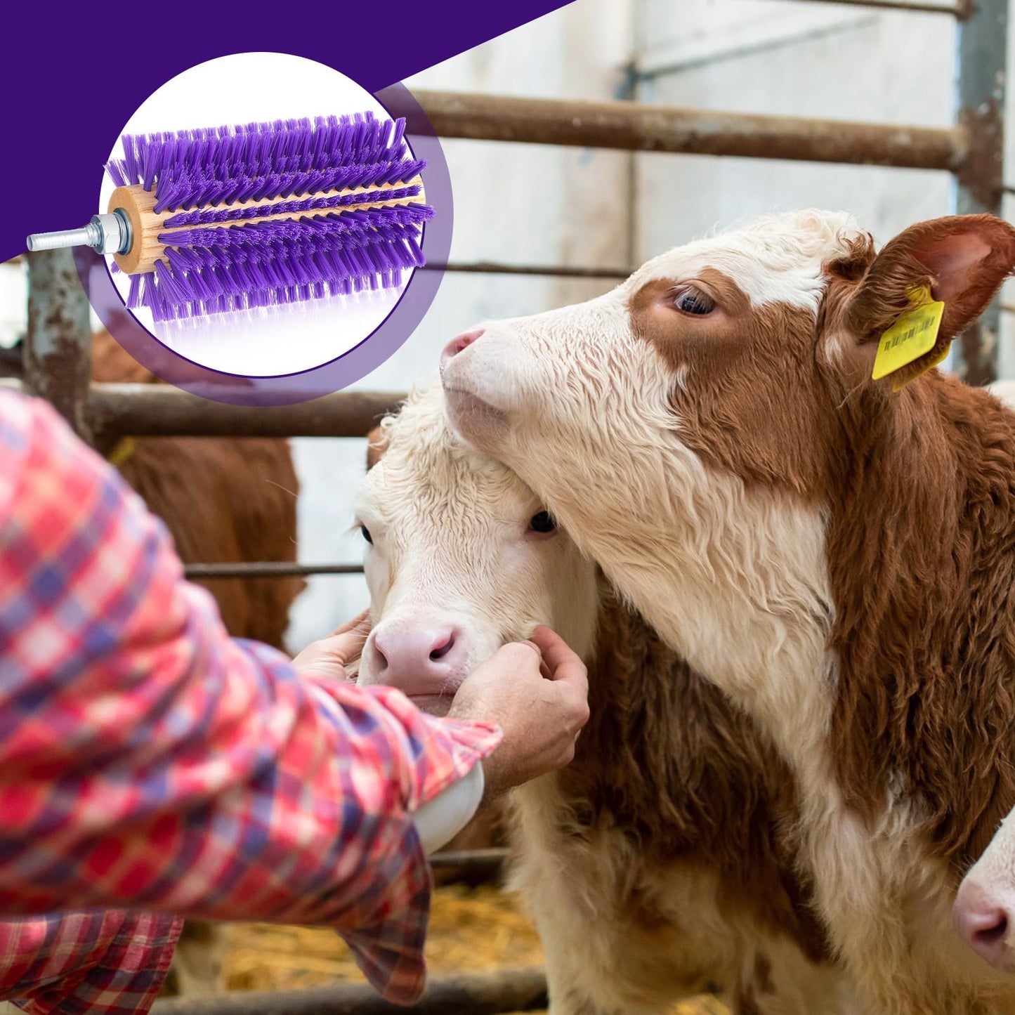 Willinglong 2 Pcs 5.35 inches Livestock Mini Drill Scratch Brush Purple Brush Grooming Kit Suitable for Cattle, Cows, Horses, Sheep and Pigs
