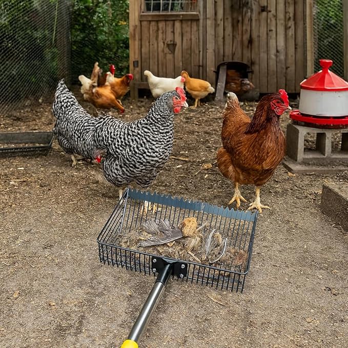 Chicken Coop Poop Scooper with Rake - Ergonomic 12" Sand Sifter Scoop, 65"Adjustable Long Handle, Heavy Duty Litter Pooper Cleaning Tool for Dust Bath,Chicken Run,Dog Yard, Farm Animals