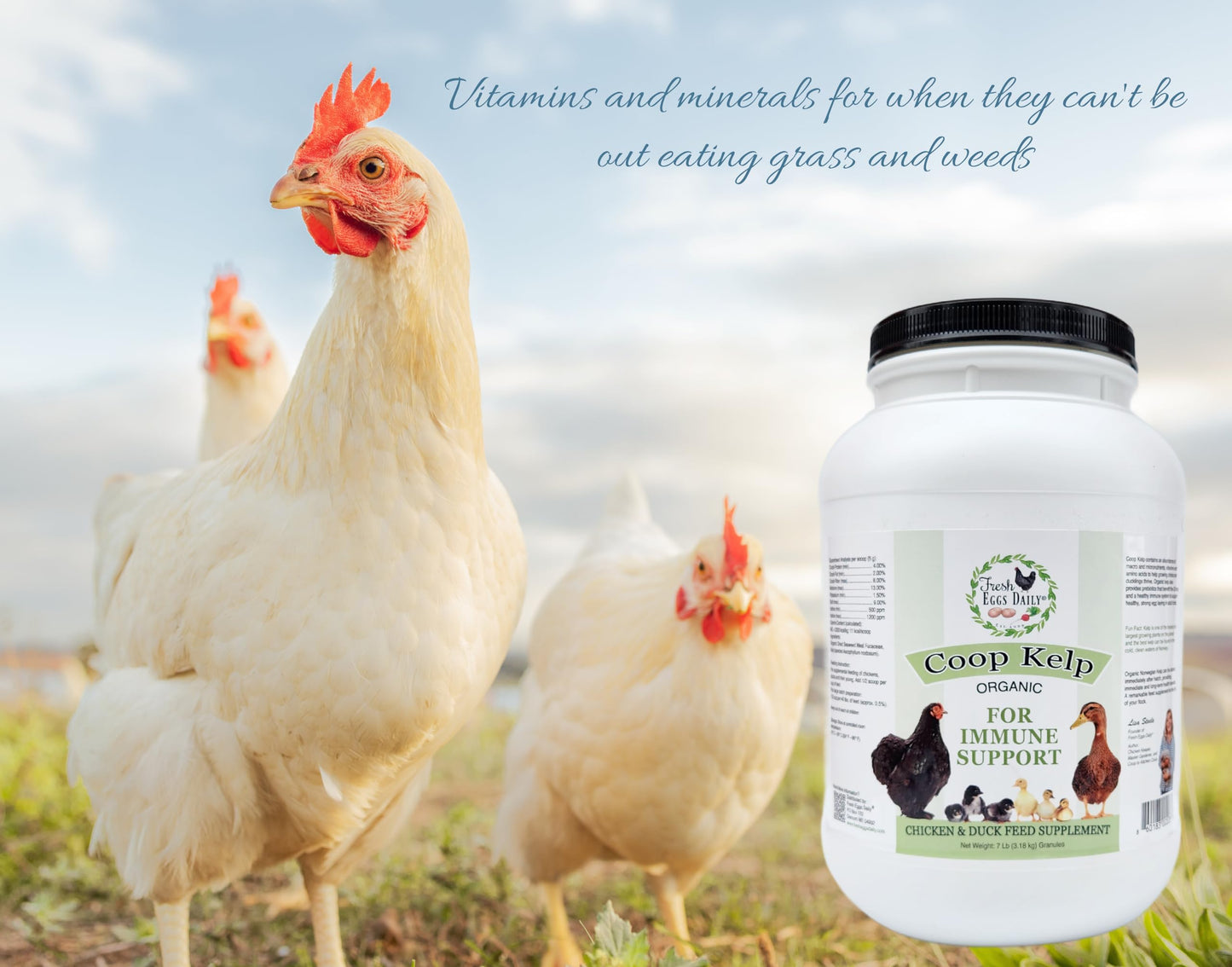 Fresh Eggs Daily Coop Kelp Organic Feed Supplement Vitamins for Backyard Chickens and Ducks 7LB