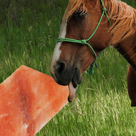 MUYG Himalayan Rectangle Horse Salt Lick Brick for Cattle, Goats, Cows and Other Livestock, 100% Natural Animal Salt Blocks for Deer Provide Minerals(1 Pcs | 8 x 4 x1 Inches)