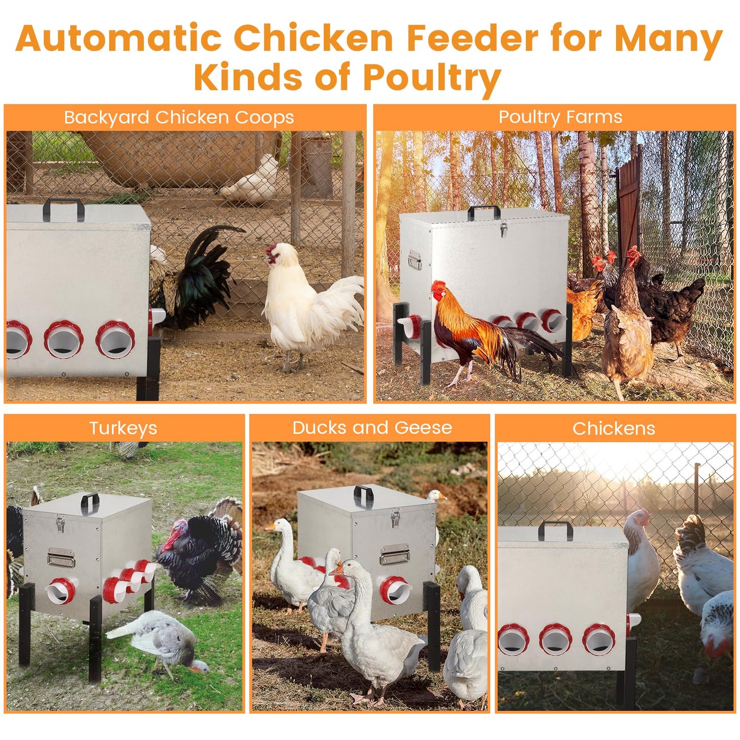 50LB Automatic Chicken Feeder with Cover – Large Capacity Metal Chicken Coop Feeder with 8 Feed Ports, Adjustable Legs Rainproof No Waste Outdoor Poultry Feeder for Hens & Free Range Flocks