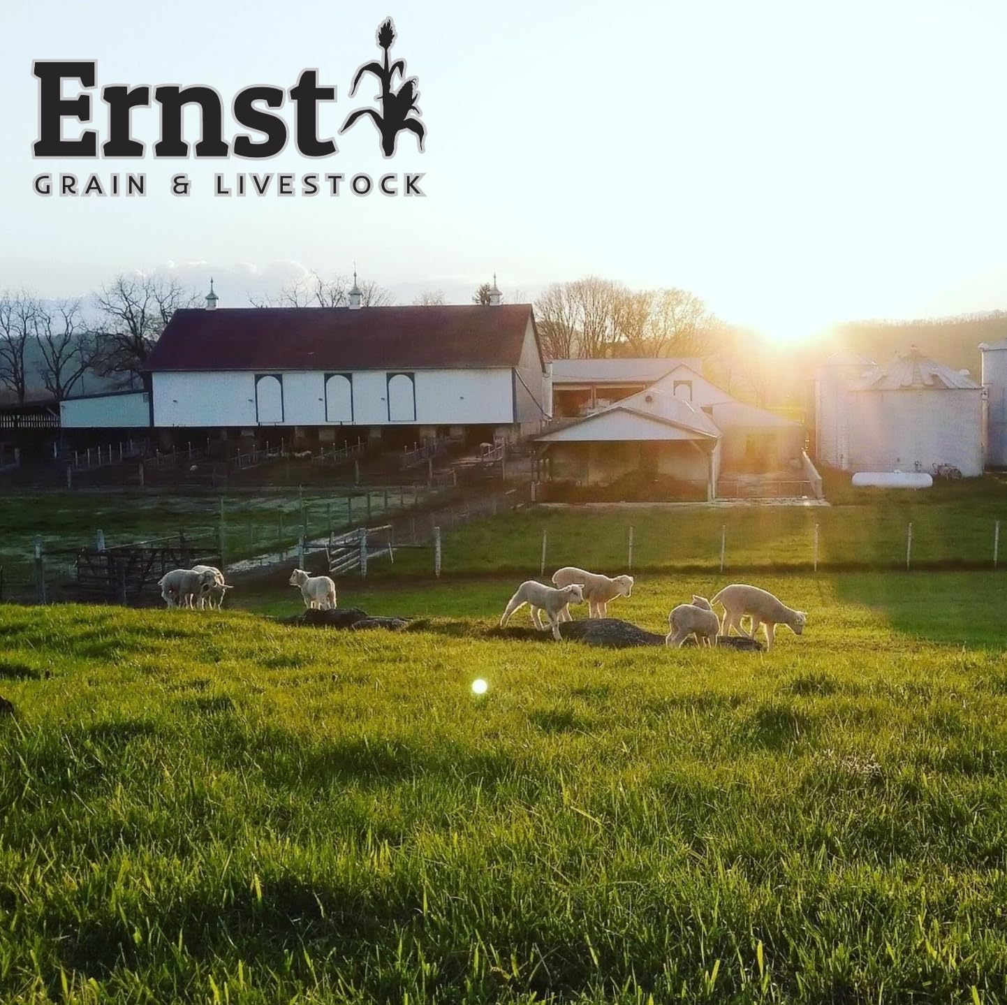 Ernst Grain & Livestock Wholesome Harvest Black Oil Sunflower Seeds - Birdseed for Outside Feeders Wild Bird Food - Ideal Bird Seed for Cardinals, Woodpeckers and More - Non-GMO, 7lb