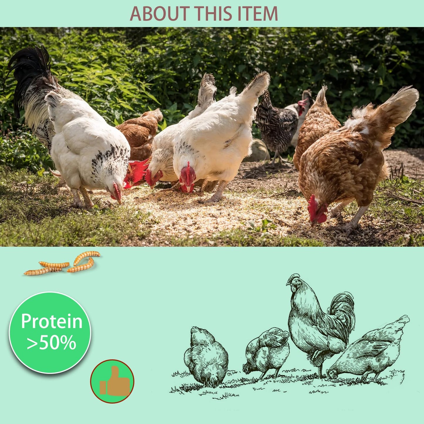 FCI GRUBS Dried Mealworms 5LB-High Protein Chicken Feed,More Protein,No Additives,Premium Organic Non-GMO,Rich in Protein Meal Worms for Chickens,Wild Birds,Laying Hens,Turkeys-Nutrient-Rich Mealworms