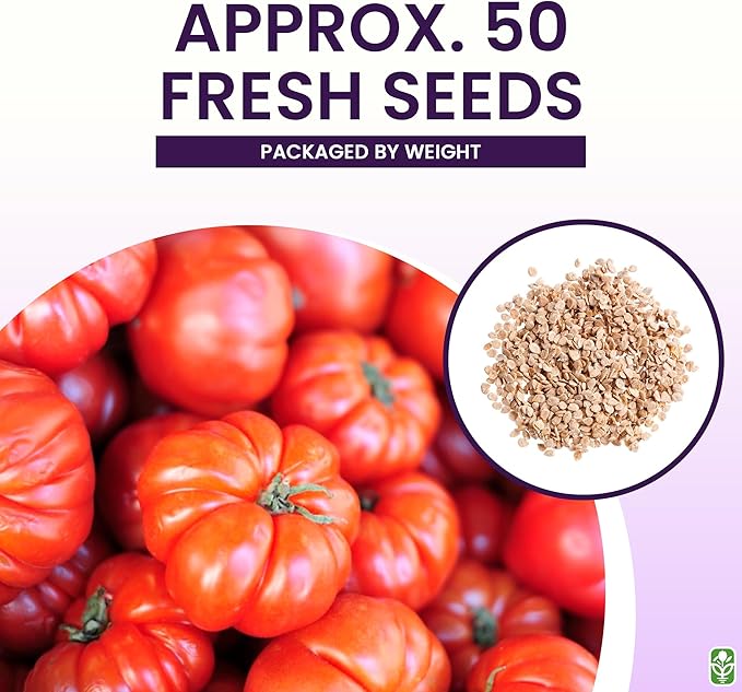 Beefsteak Tomato Seeds for Planting – Heirloom, Large & Juicy – One of The Most Delicious Tomatoes for Home Growing – Vegetable Seeds for Planting - Grown in The USA