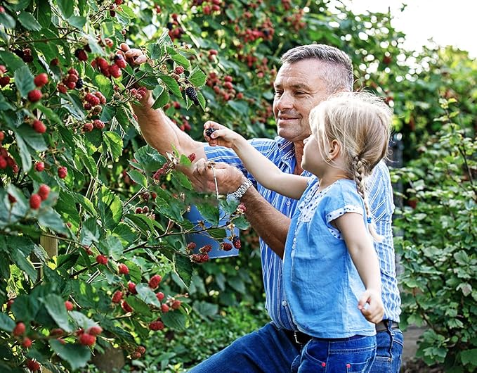 Fruit Seeds Combo Pack - 6 Types, Strawberry Raspberry Mulberry Apple Orange Blueberry Seeds, Non-GMO Heirloom and Organic, for Home Garden (600pcs)