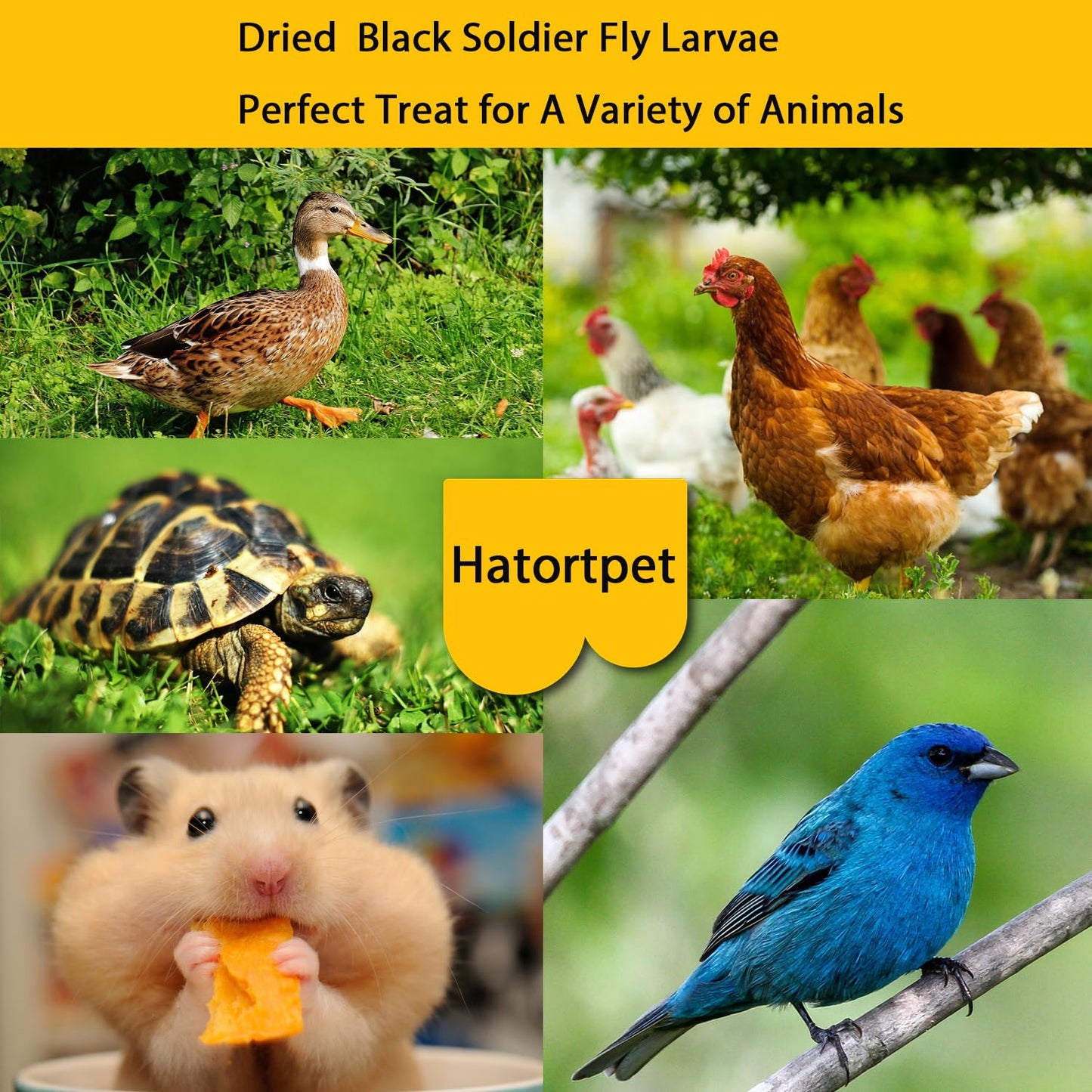 hatortpet Dried Black Soldier Fly Larvae 10LB-Pure Natural Non-GMO BSF Larvae for Chickens-More Calcium Than Mealworms High-Protein Chickens Treats for Layer Hens Wild Birds Ducks