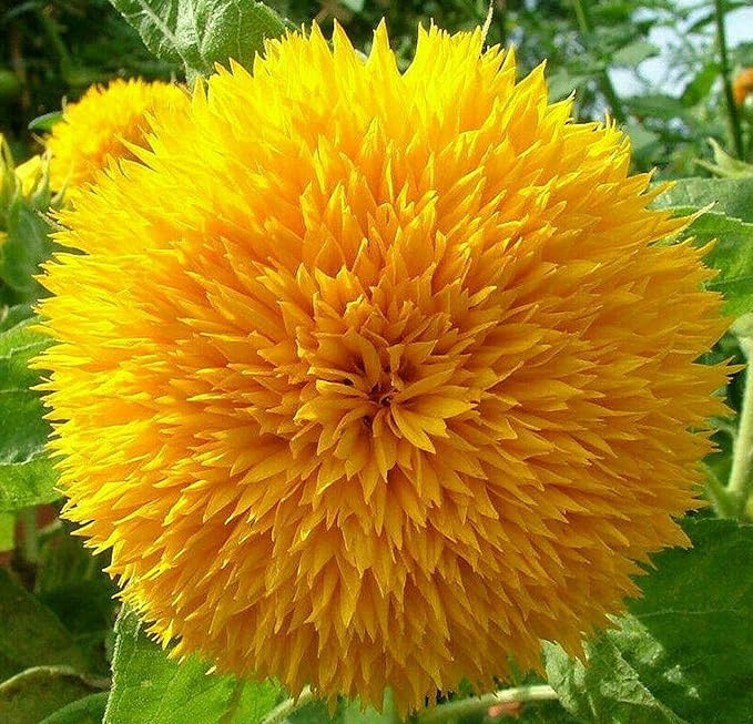 Dwarf Sunflower Seeds for Planting - Grow Teddy Bear Sun Flowers in Your Garden - 25 Non GMO Heirloom Seeds - Full Planting Instructions for Easy Grow - Great Gardening Gifts (5 Packets)