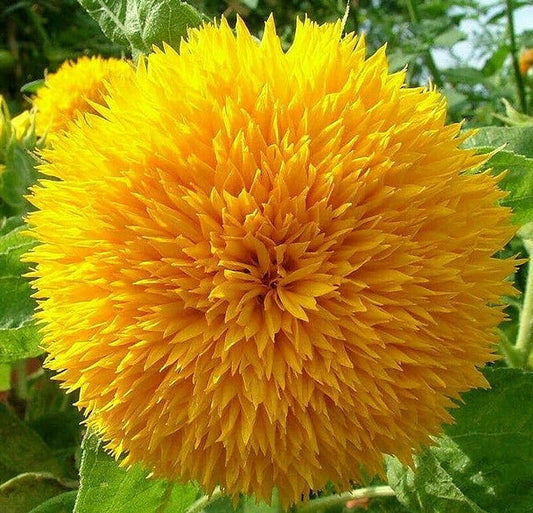 Dwarf Sunflower Seeds for Planting - Grow Teddy Bear Sun Flowers in Your Garden - 25 Non GMO Heirloom Seeds - Full Planting Instructions for Easy Grow - Great Gardening Gifts (2 Packets)