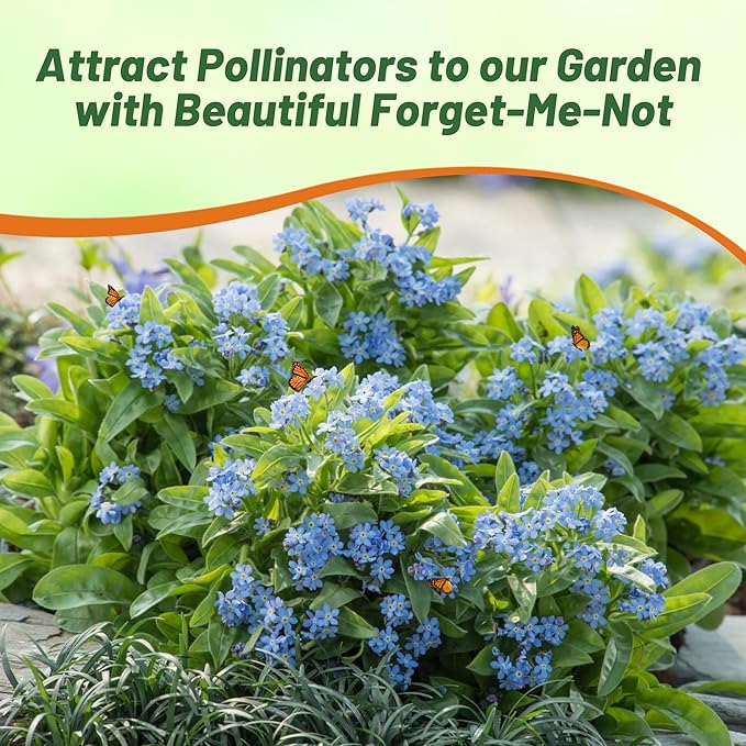 Outsidepride Blue Forget Me Not Seeds - 5000 Pcs Low Growing, Self-Sowing Perennial Flower Seeds for Planting Dense Blue Blooms & Upright Growth Habit for Meadows, Pollinator & Cottage Gardens