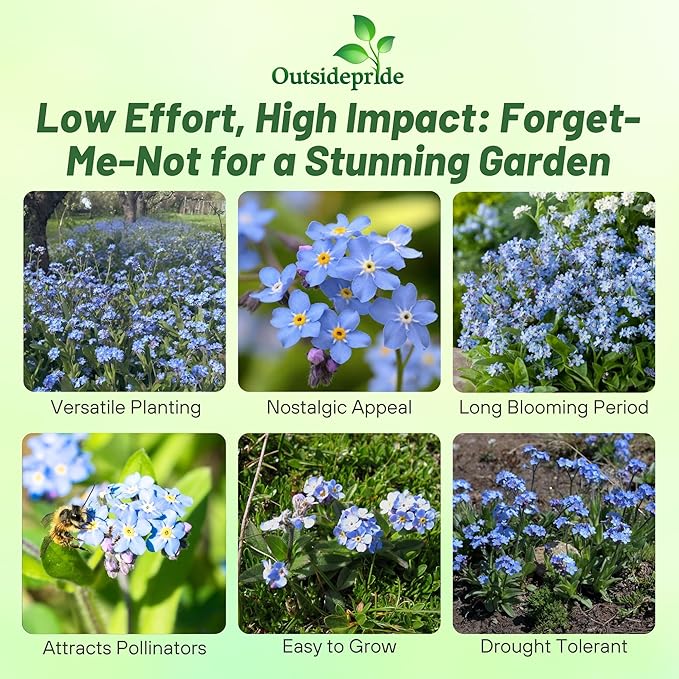Outsidepride Blue Forget Me Not Seeds - 5000 Pcs Low Growing, Self-Sowing Perennial Flower Seeds for Planting Dense Blue Blooms & Upright Growth Habit for Meadows, Pollinator & Cottage Gardens