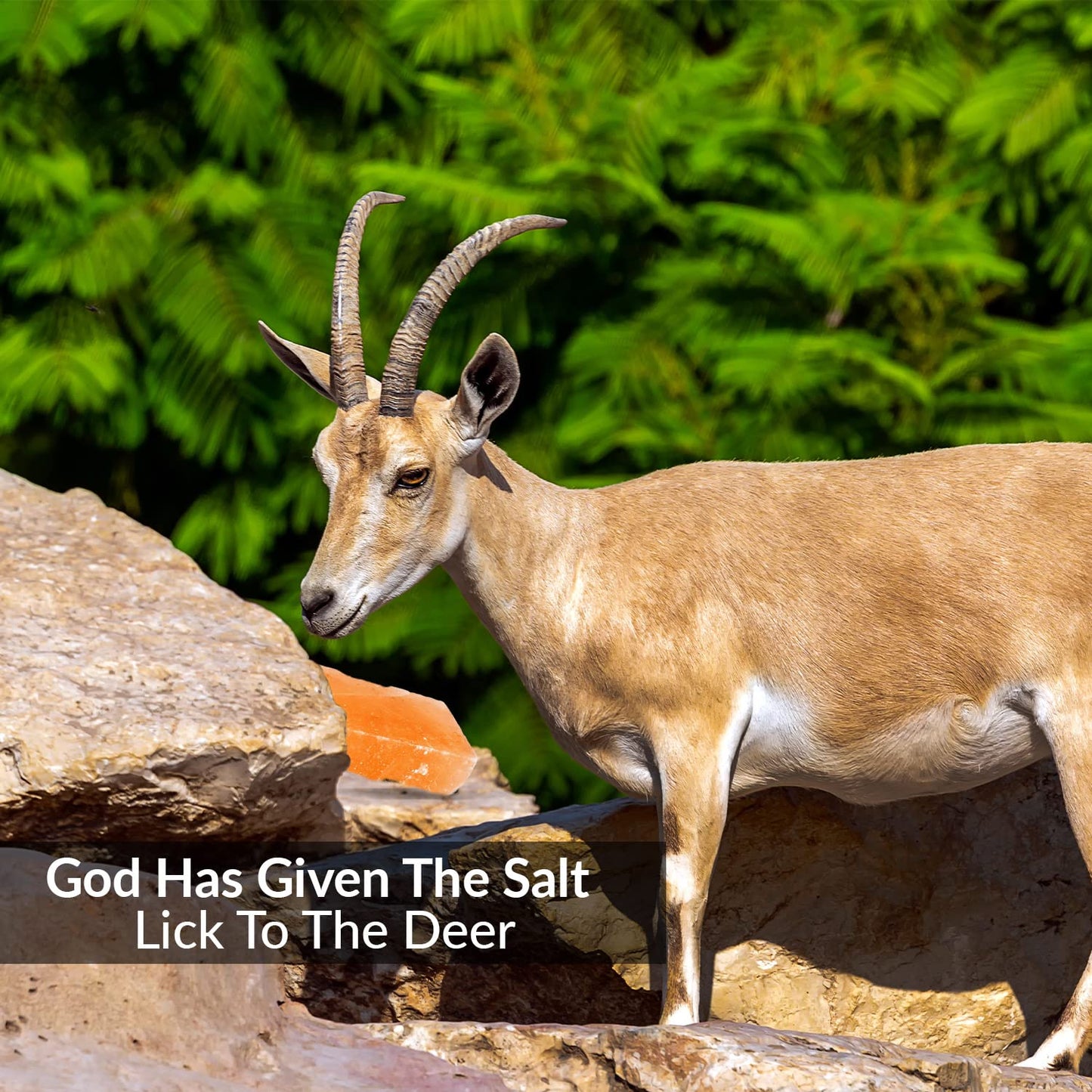 Himalayan Nature 100% Natural Himalayan Rock Deer Salt Licking Block - Animal Licking Mineral Salt Block, Natural Feed Salts Bricks For Deer and Livestock Animals - 5 Lbs, 2x4x8 inch, Pack of 1