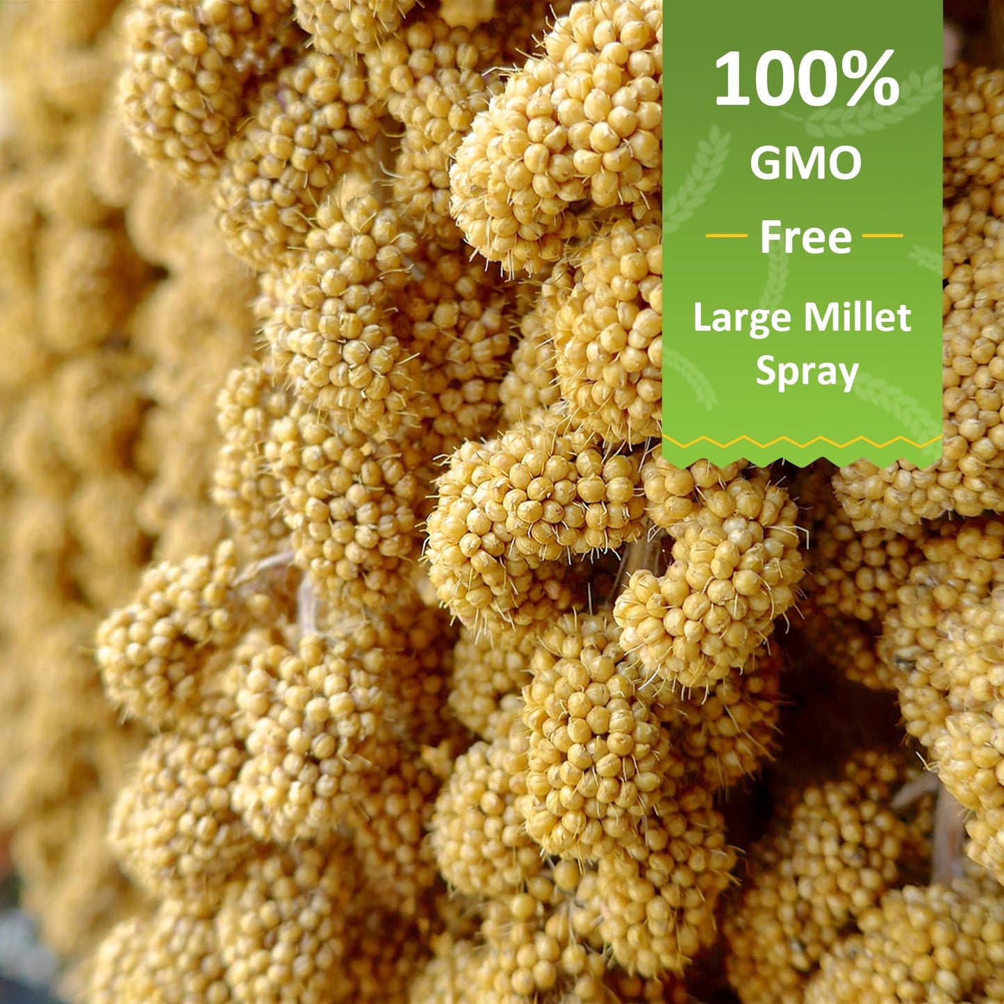 HATORTOP Spray Millet for Birds 5LB - All Natural Sun-Dried Healthy Treat, Millet Spray for Parakeets, Parrots, Lovebirds, Cockatiels Food, 100% Non-GMO High Protein Fresh Bird Seed