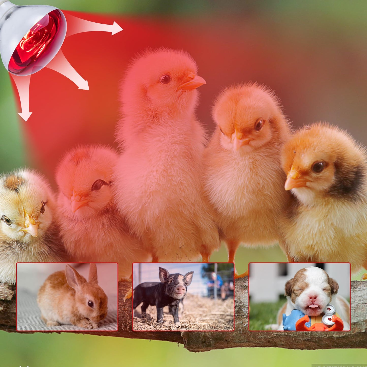 Wesome Lighting 6 Pack 250W Heat Lamp Bulbs for Chicks, R40 Brooder Heat Lamp for Chickens, Infrared Reflector Heating Bulbs, Incandescent Heat for Pet, Light Therapy, Bathroom, Food