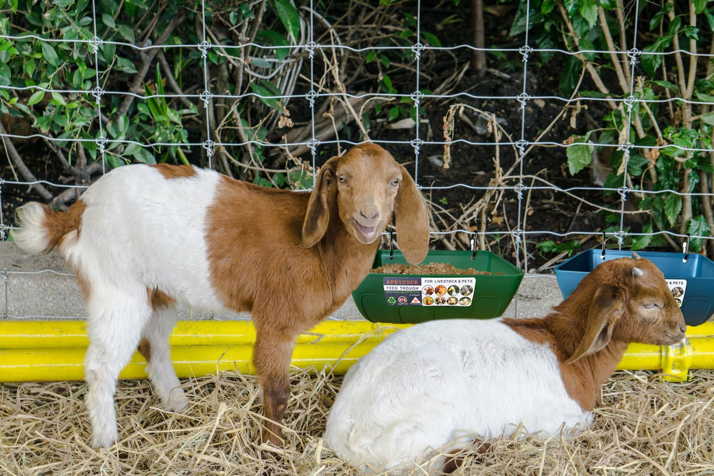 Chicken Feeder Waterer, Goat Feeder - 2 Pack, 5.5 Quart, for Goats Chickens Duck Sheeple Dogs Piglets Deers Gooses, Turkeys, Goat Supplies(Appearance Patent Product)