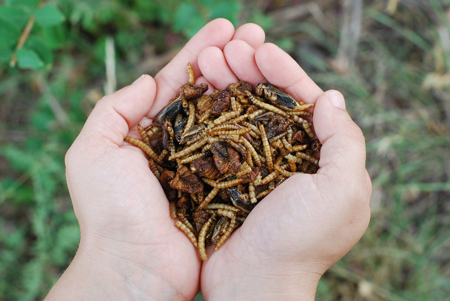 LITTLE FARMER PRODUCTS Add a Bug | Premium Poultry Mix Dried Mealworms, Silkworm Pupae and Grasshoppers | 1 lb