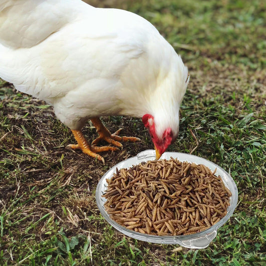 WAURCSY 5 Lbs-Dried Mealworms for Chickens - Meal Worms for Birds & Chicken Treats for Laying Hens - Organic Chicken Feed Bulk Dried Mealworms Non GMO Dried Mealworms for Chickens (5 Lbs)