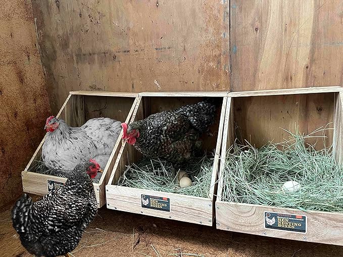 Single Compartment Hens Nesting Box, Chicken Coop Accessories, Wood Nesting Boxes for Up to 5 Hens, Big Duty Laying Nest Box for Duck and Poultry(1 Pack)