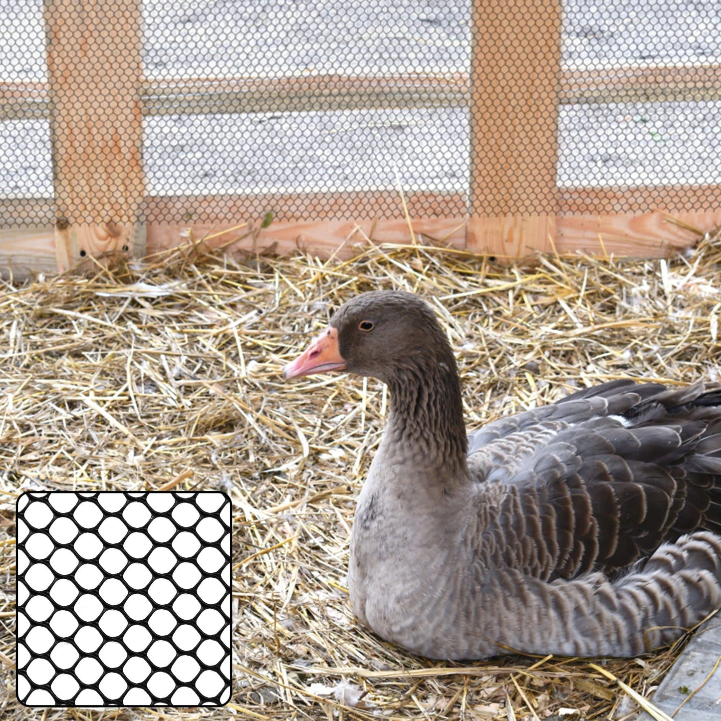 Plastic Chicken Wire Fence Mesh 16INx10FT, Hexagonal Fencing Wire for Gardening,Garden Netting Poultry Net Poultry Fence Chicken Wire Fence Poultry Netting for Chicken Coops (Black-16INx10FT)