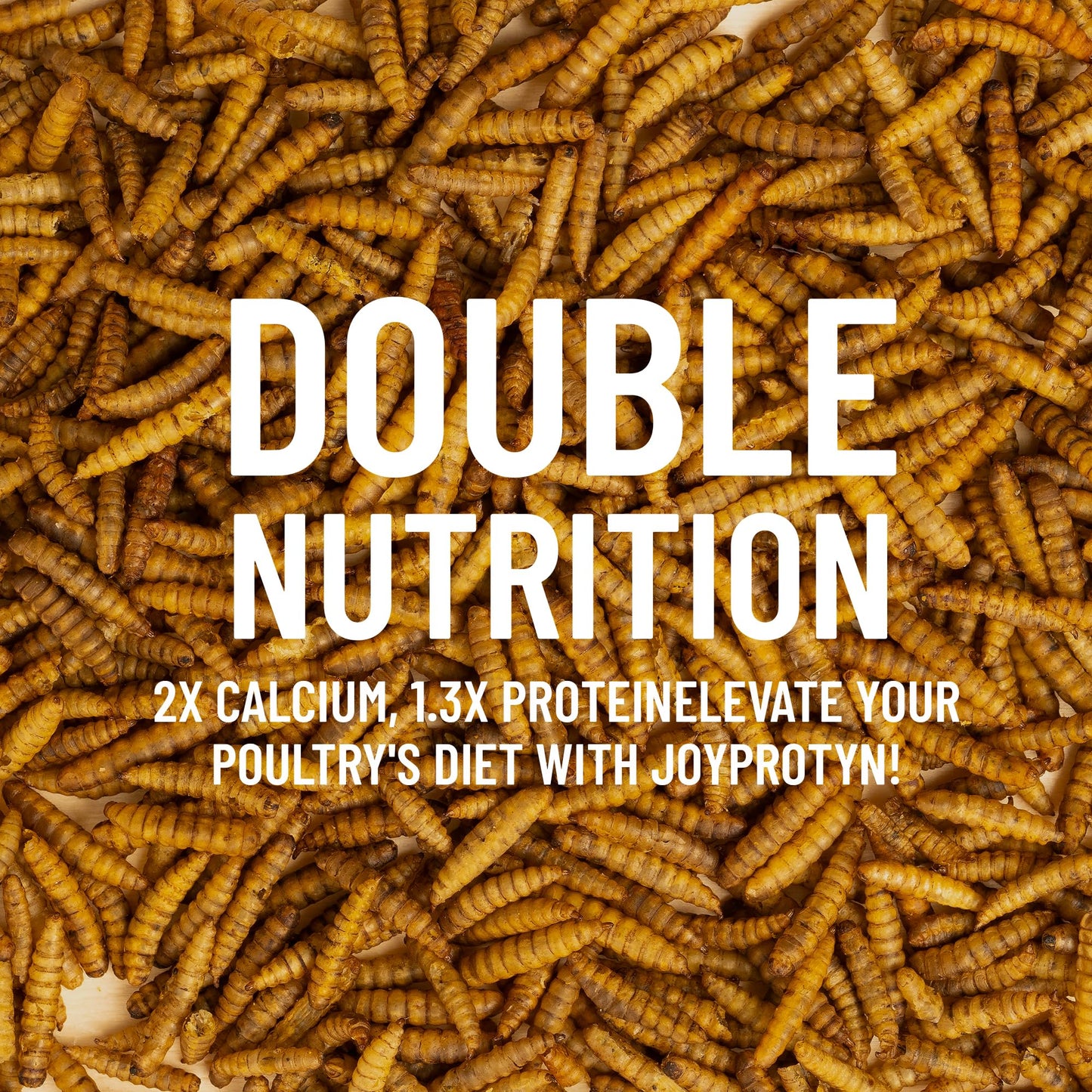 Joyprotyn 5LB Non-GMO Dried Black Soldier Fly Larvae for Chicken – 85X More Calcium Grubs Than Mealworms for Strong Eggshells & Healthy Growth - High Protein for Chickens, Birds, Ducks, Geese & Pets