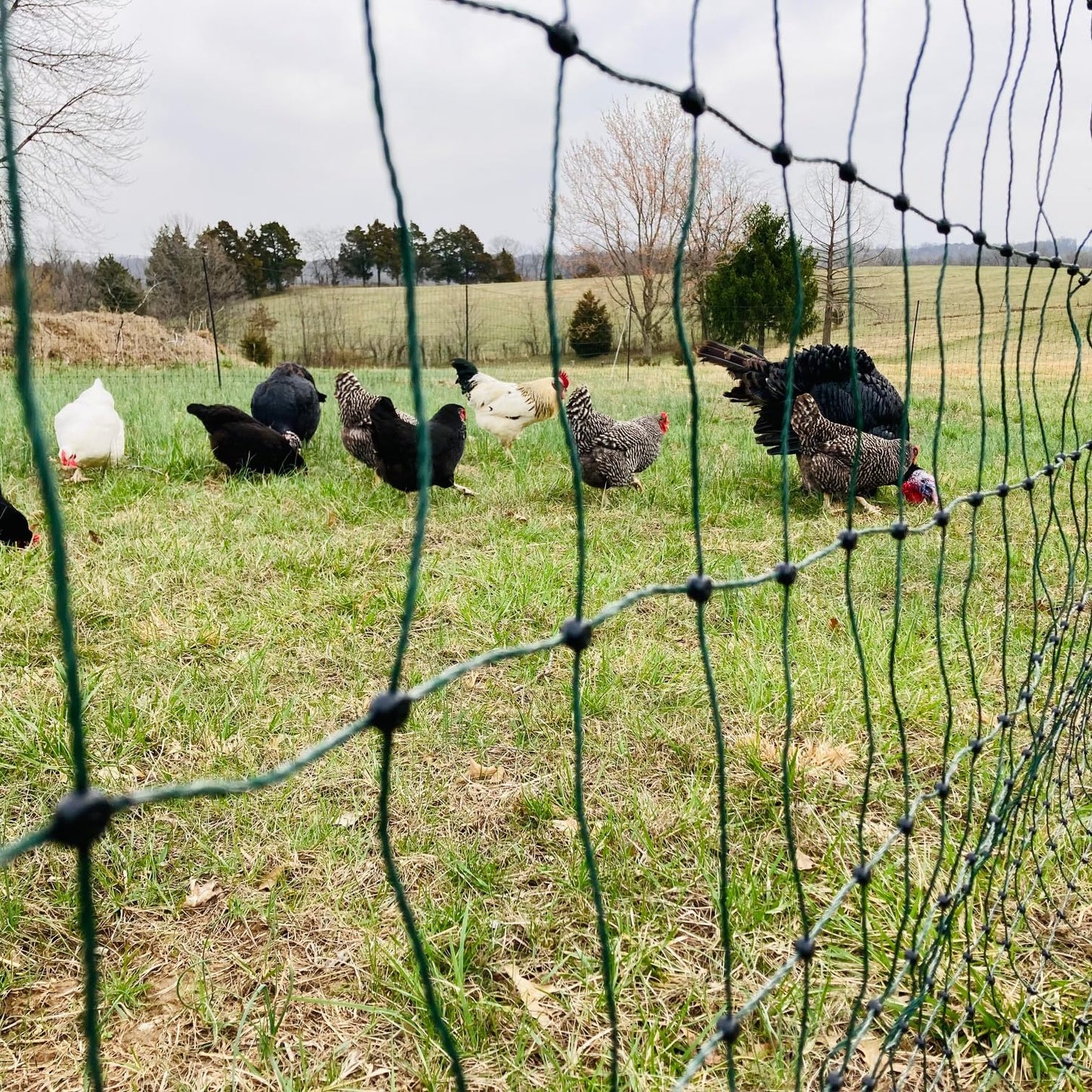 Happy Henhouse Fence Energizer with Electric Poultry Netting