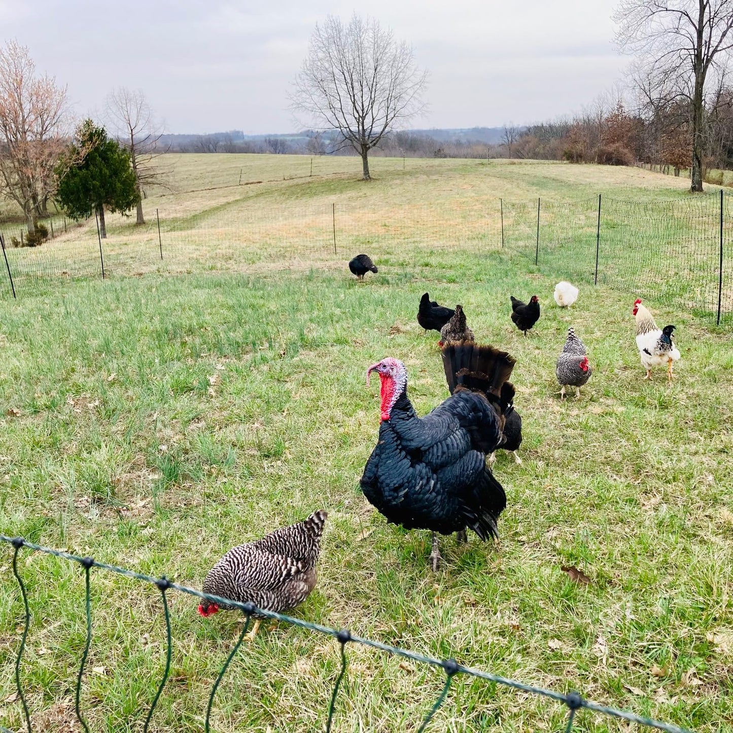 Happy Henhouse Fence Energizer with Electric Poultry Netting