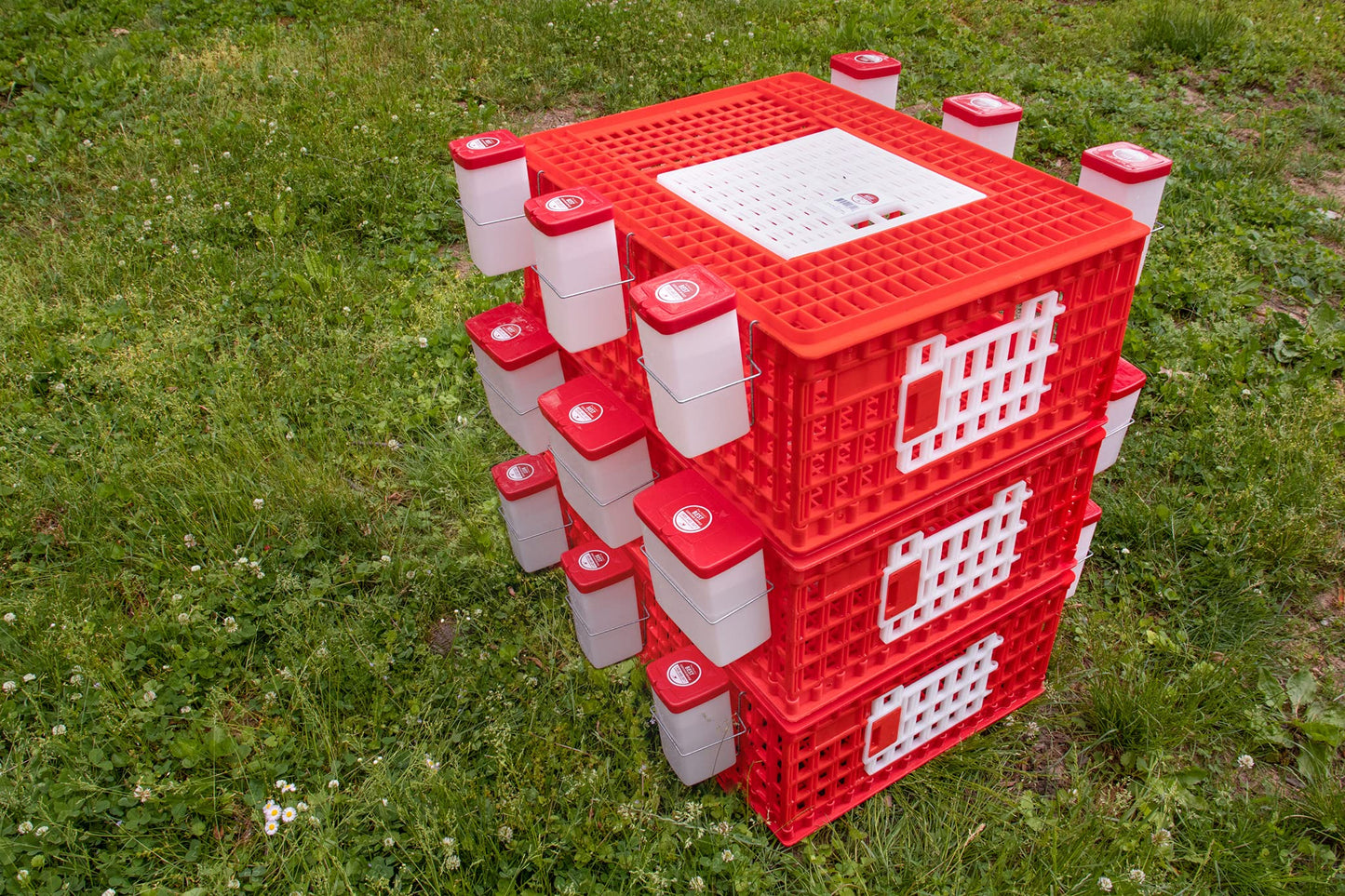 RentACoop Poultry Carrier Crate (Pack of 1) 29" L x 22" W x 12" H for Chickens